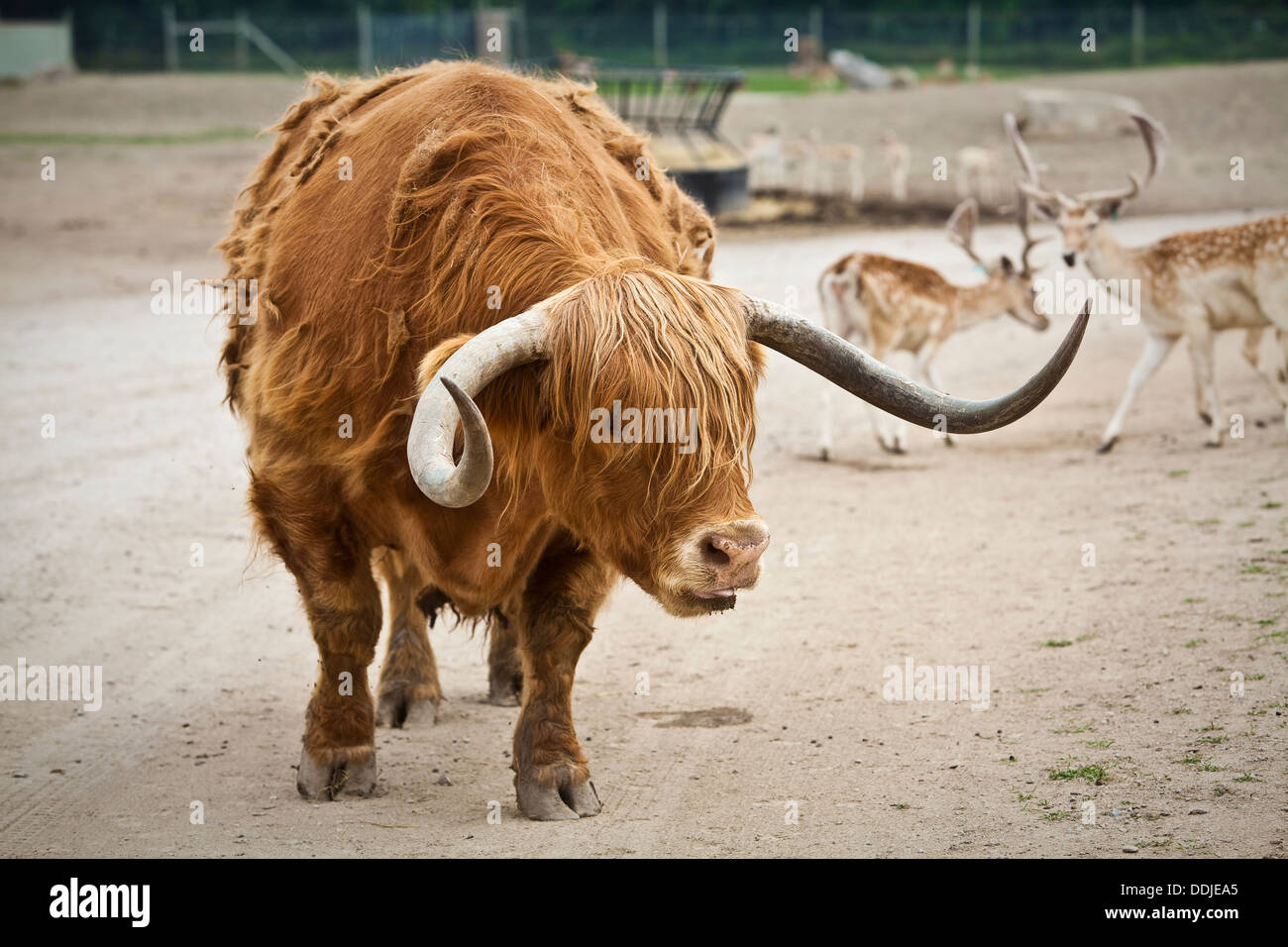 Ein schottisches Highlander Rinder geht auf die African Safari Wildlife Park in Port Clinton, Ohio Stockfoto