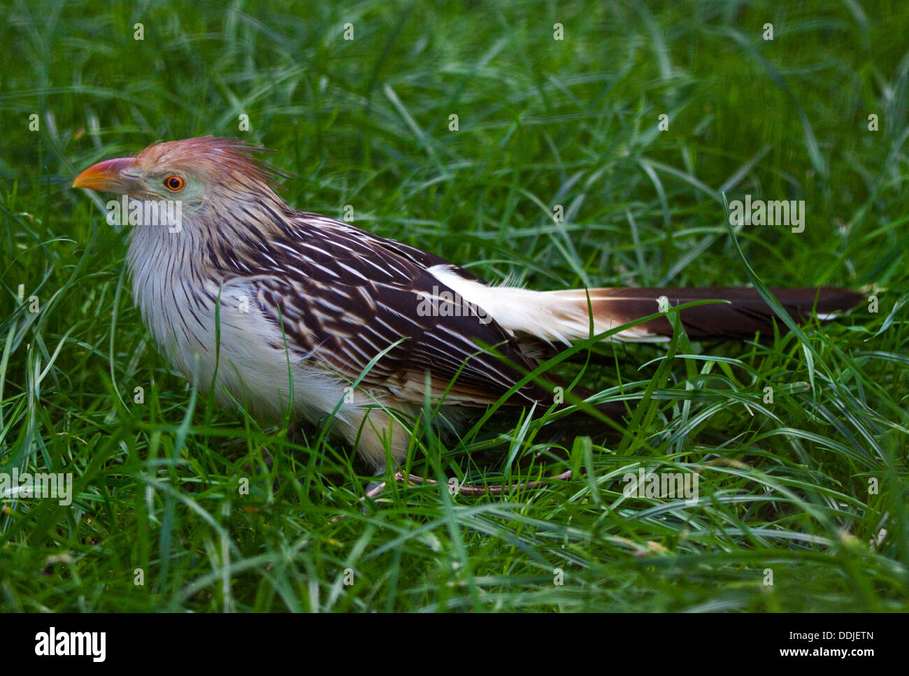 Guira Kuckuck (Guira Guira) Stockfoto