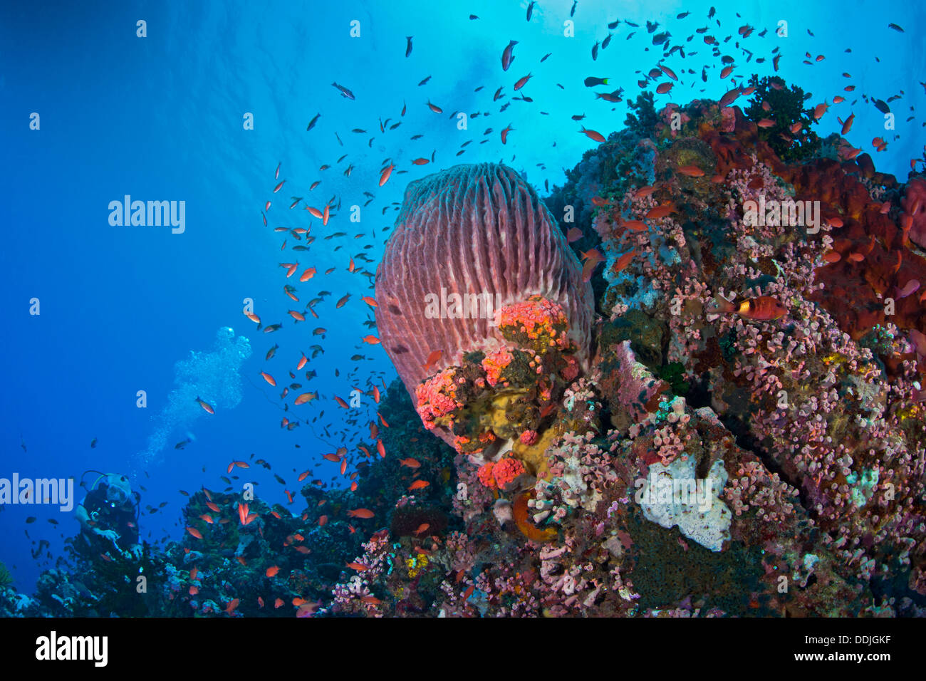 Unberührten Korallenriff mit roten Fass-Schwamm und Halo von tropischen Fischen auf Verde Island, Philippinen. Stockfoto