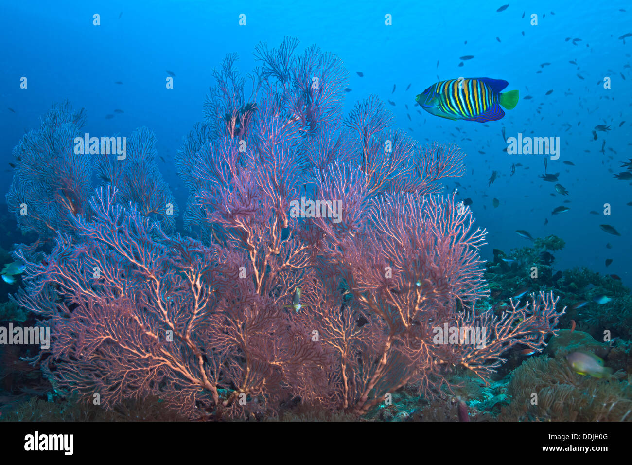 Königliche Kaiserfisch Pygoplites Diacanthus, im Bild mit leuchtenden Rosa Gorgonien. Raja Ampat, Indonesien. Stockfoto