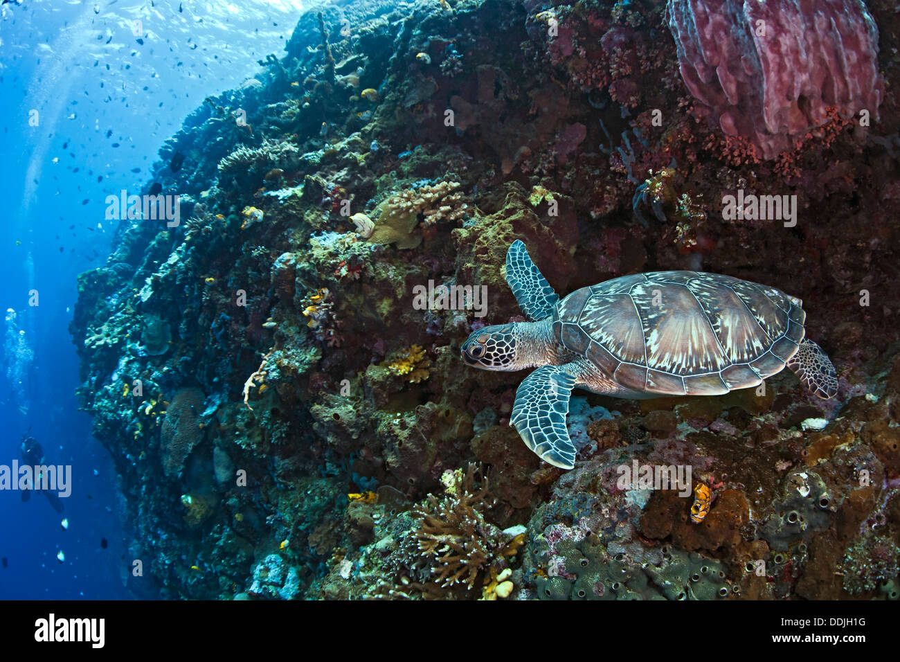 Echte Karettschildkröte an Spitze der Wand Riff Uhren Taucher unten. Bunaken Island, Indonesien. Stockfoto