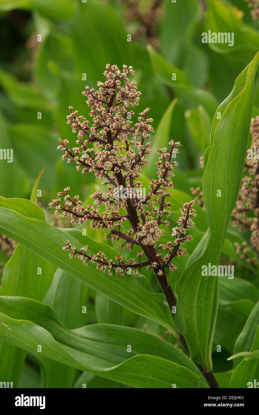 Maianthemum racemosum Stockfoto