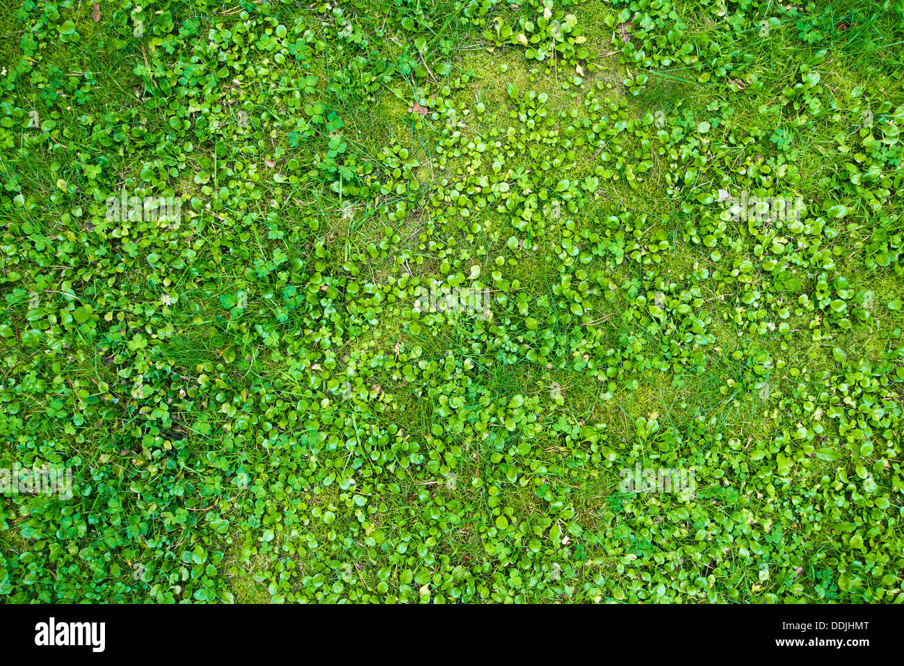 üppigen grünen Rasen Hintergrundtextur Stockfoto