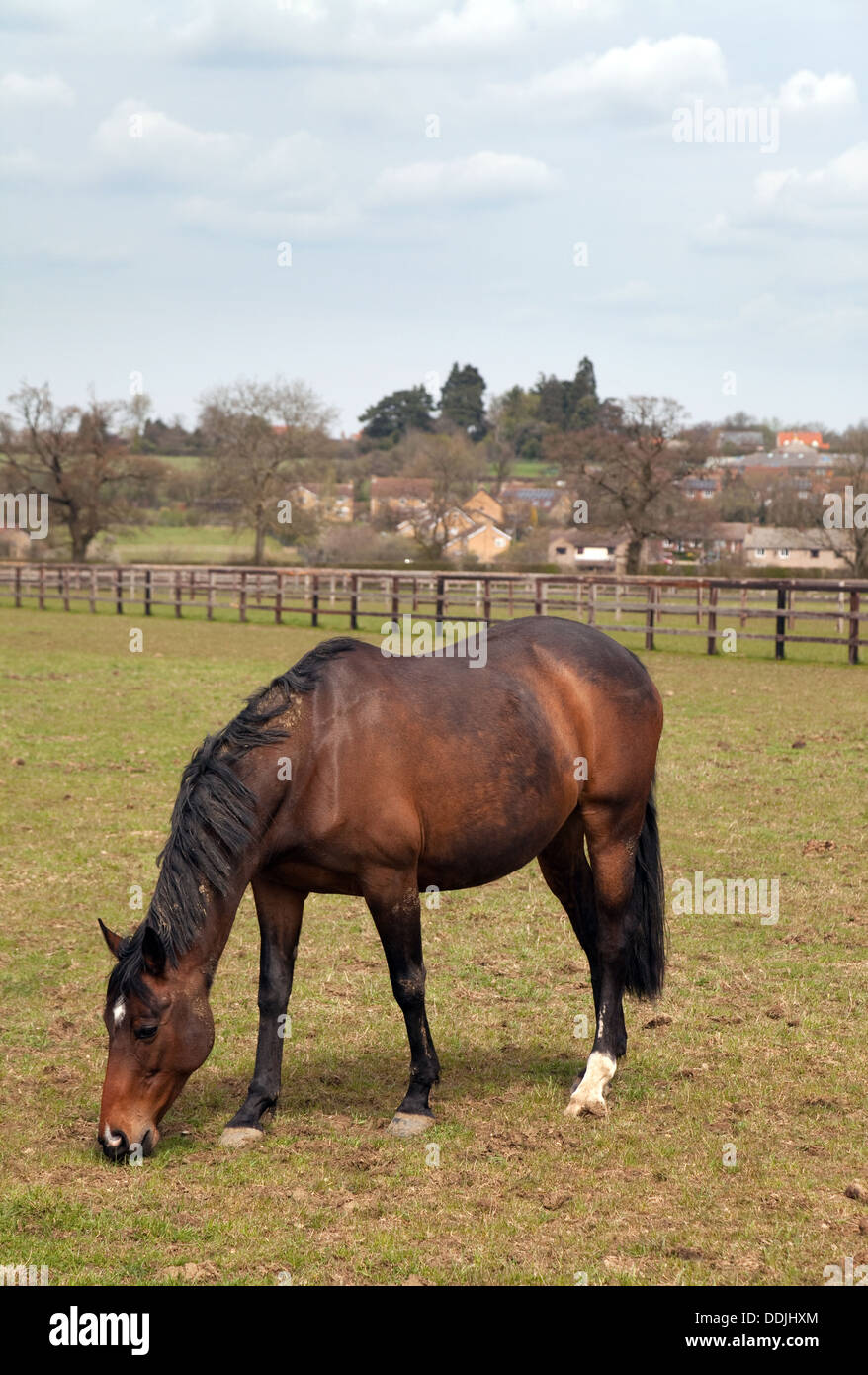 Ein Pferd grasen auf ein Feld, Newmarket, Suffolk UK Stockfoto