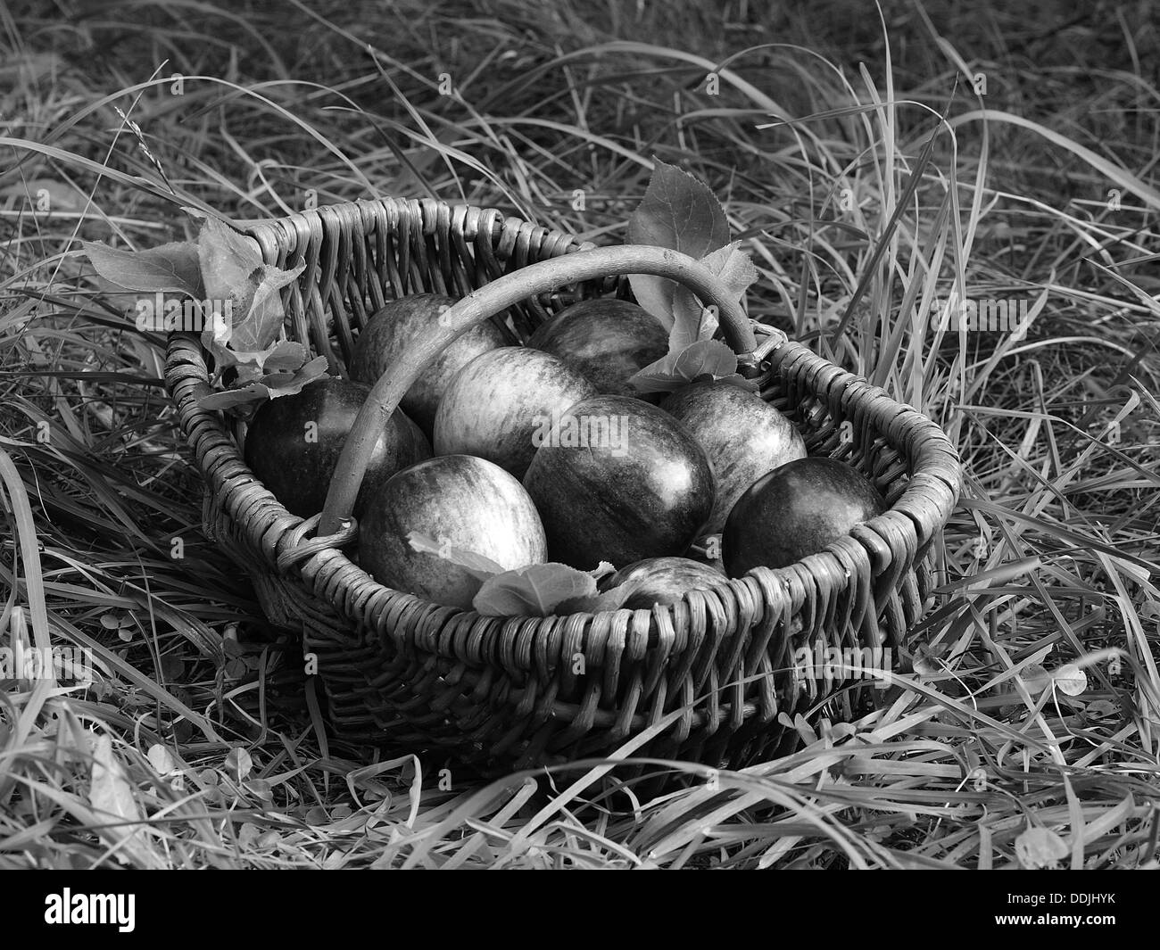 Frische Äpfel im Korb Stockfoto