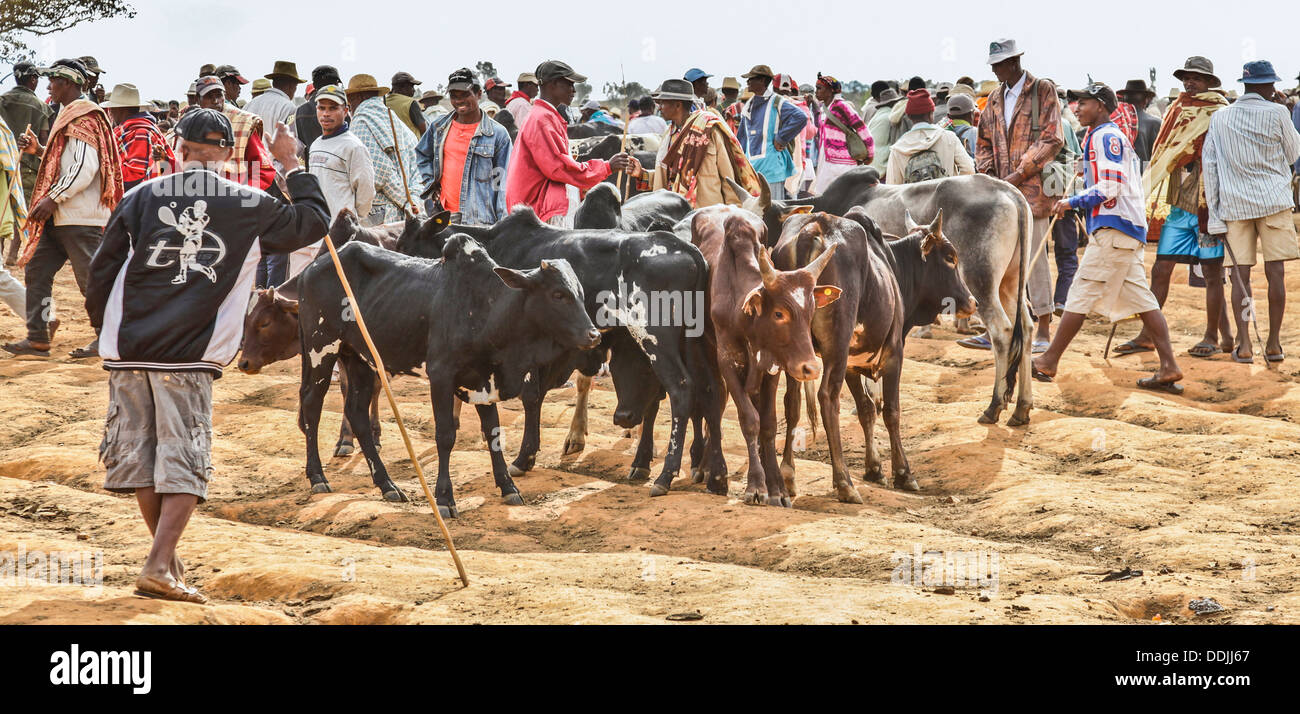 Antemoro Landwirte mit ihren Ochsen am Mittwoch Zebu-rinder Markt in Ambalavao, Haute Matsiatra; größte Viehmarkt in Madagaskar. Stockfoto