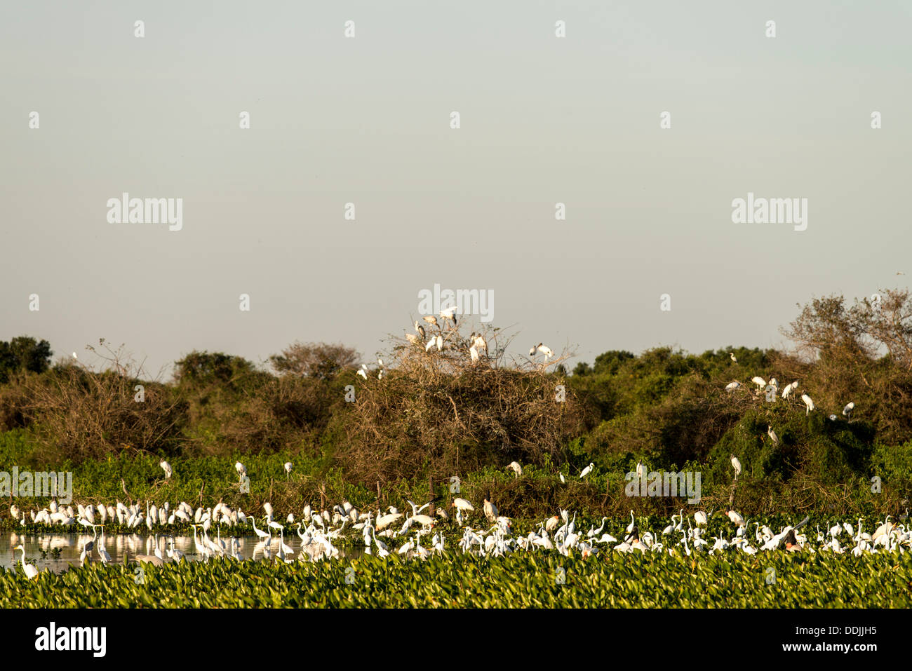 Jabiru Storch Jabiru Mycteria Vögel entlang der Transpantaneira Pantanal Mato Grosso Brasilien Südamerika Stockfoto