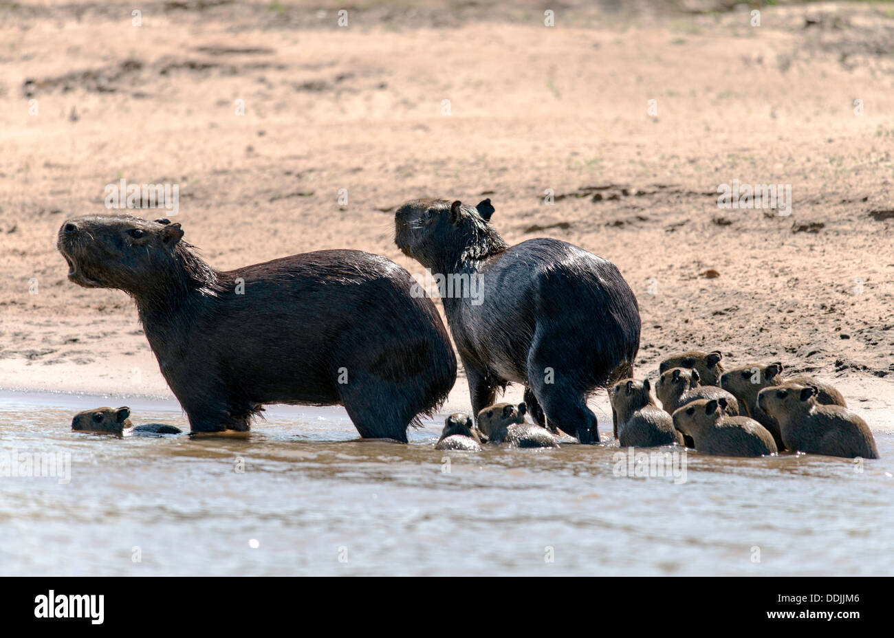 Familie von Wasserschwein (Hydrochoerus Hydrochaeris) im Fluss drei Brüder Porto Jofre Pantanal Mato Grosso, Brasilien Stockfoto