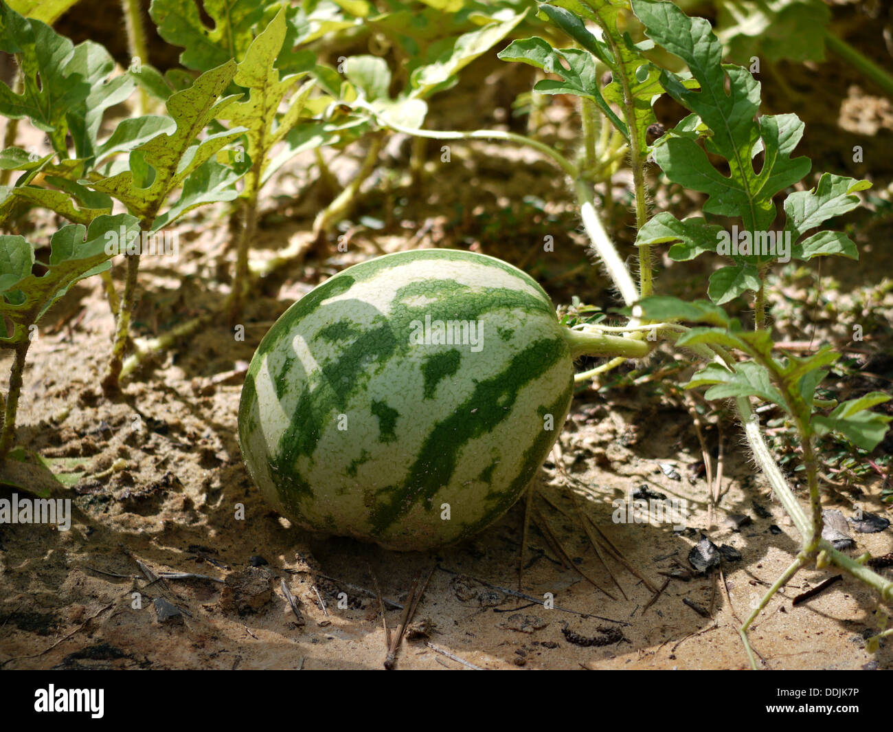 Eine Wassermelone auf der Rebe reift im Garten Stockfoto