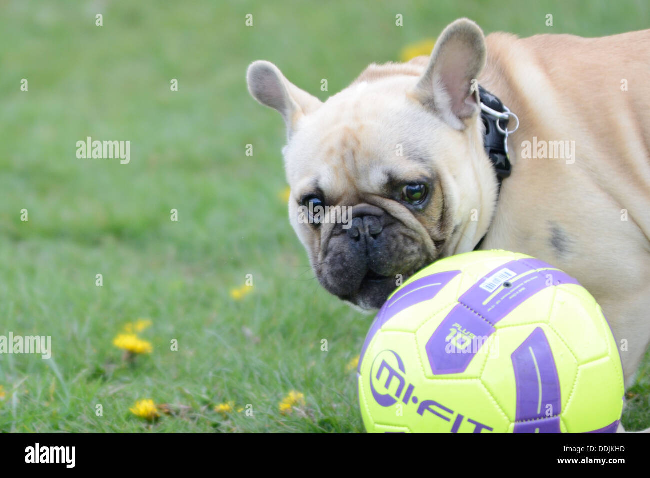 Französische Bulldogge Rasse Hund Welpen an der Leine einen Fußball argwöhnisch betrachten. Sat in einem Feld Gras und gelben Blüten Bristol Stockfoto