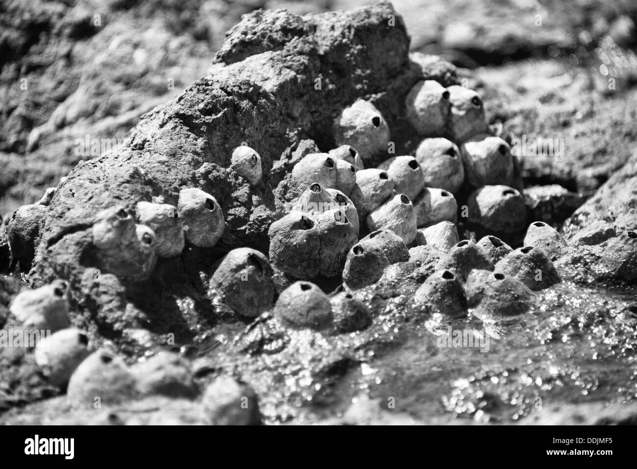 Seepocken auf einem Felsen in Costa Rica. Stockfoto