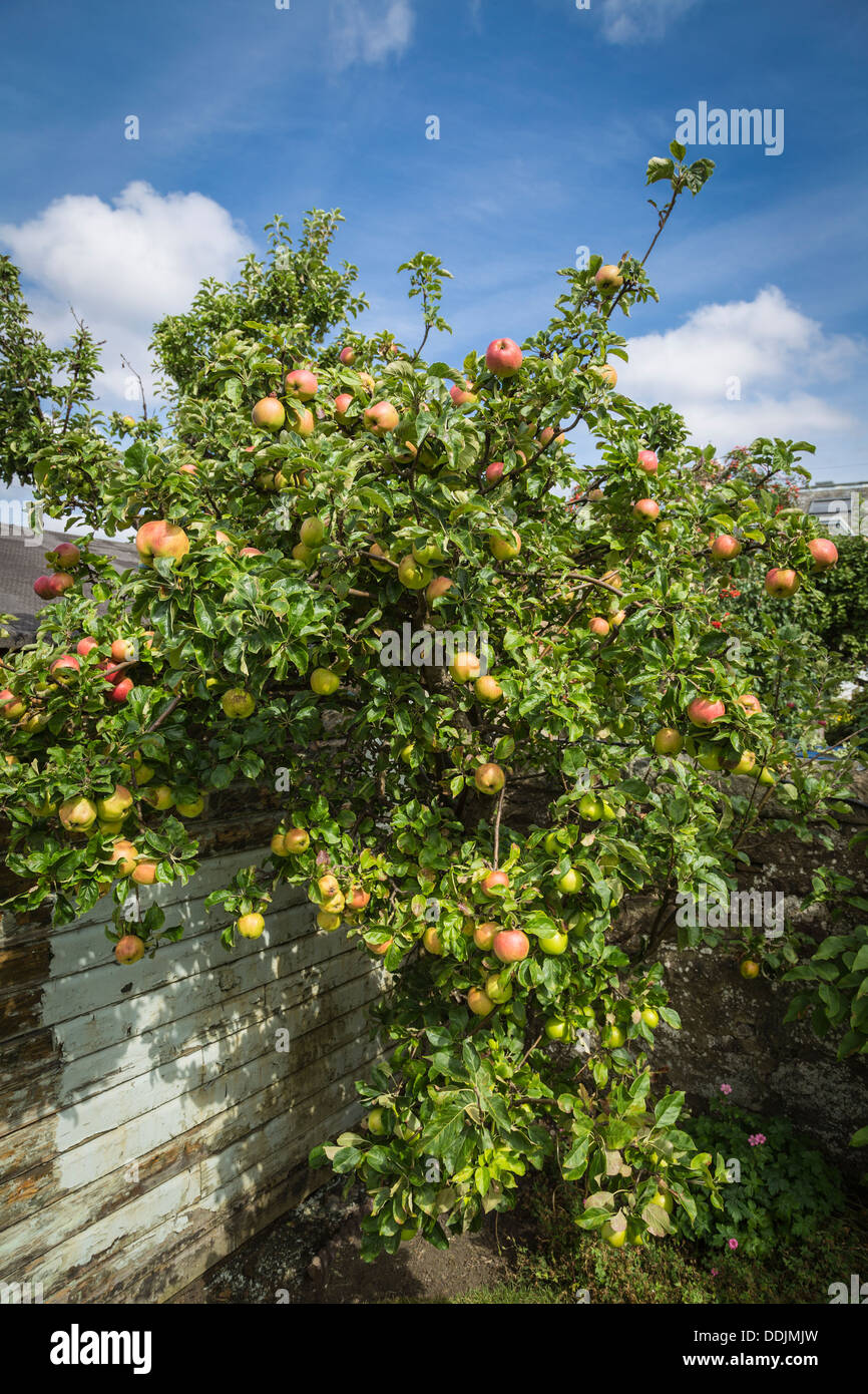 Voll beladen Apfelbaum im Sonnenlicht mit roten Äpfeln Ernte erwartet. Stockfoto