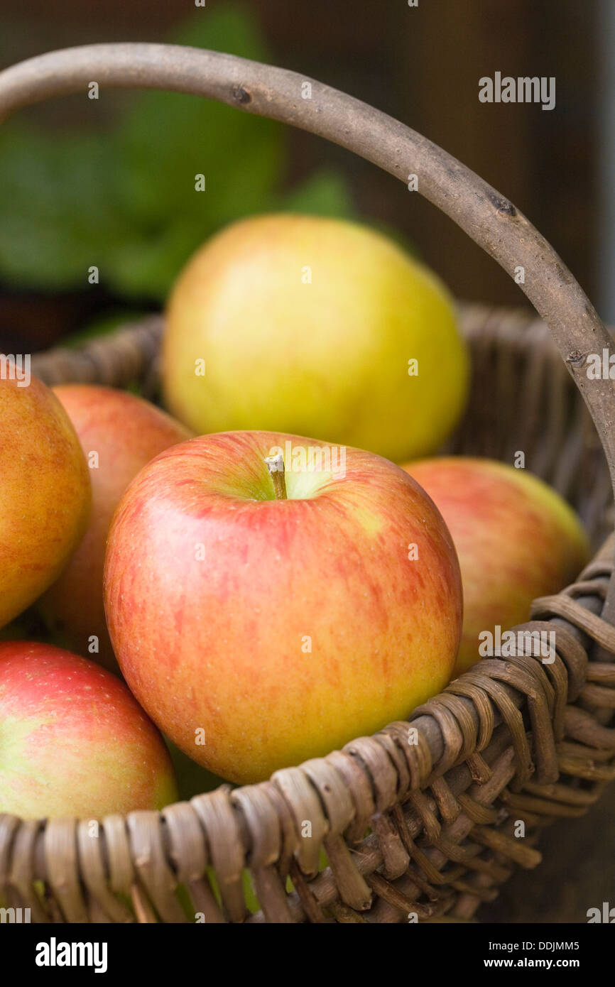 Malus Domestica. Äpfel in einem Korb. Stockfoto