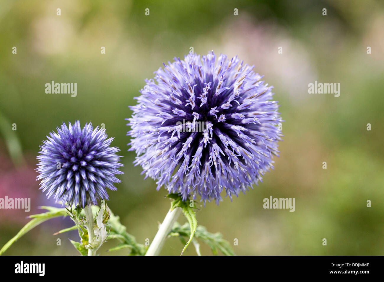 Echinops Bannaticus 'Taplow Blue'. Globe Distel Blume. Stockfoto Echinops Bannaticus 'Taplow Blue'. Globe Distel Blume. Stockfoto