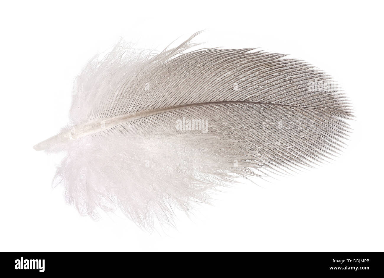 eine weiche Feder isoliert auf weißem Hintergrund Stockfoto