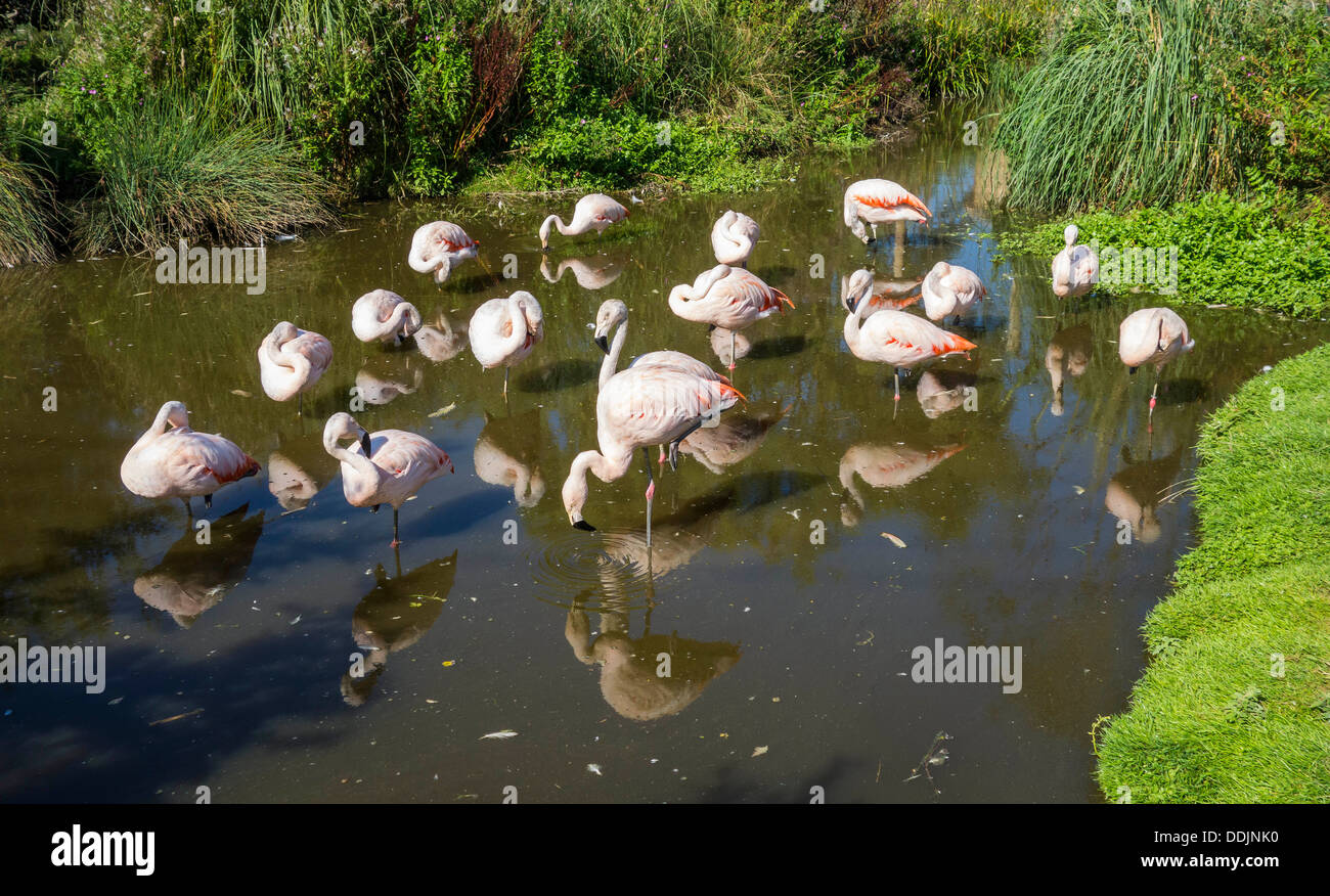 Pink Flamingo Flamingos Wingham Tierpark Kent Stockfoto