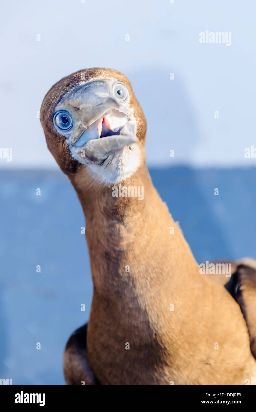 Brown-Tölpel, Sula Leucogaster, Sea of Cortez, Zwerchfell-Inseln, Mexiko, Pazifik Stockfoto