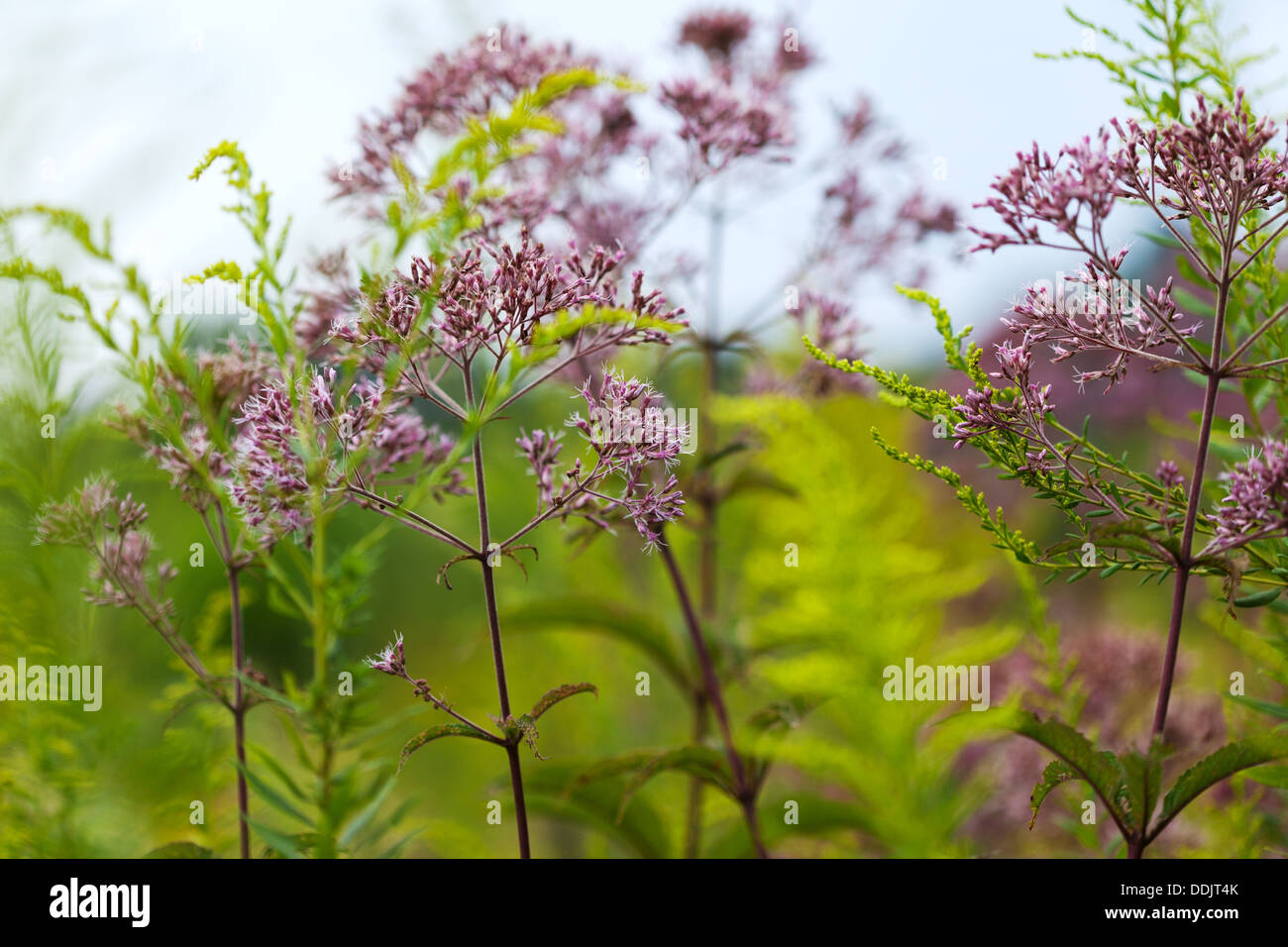 Joe – Pye Weed (Eutrochium) wächst auf einer Wiese Stockfoto