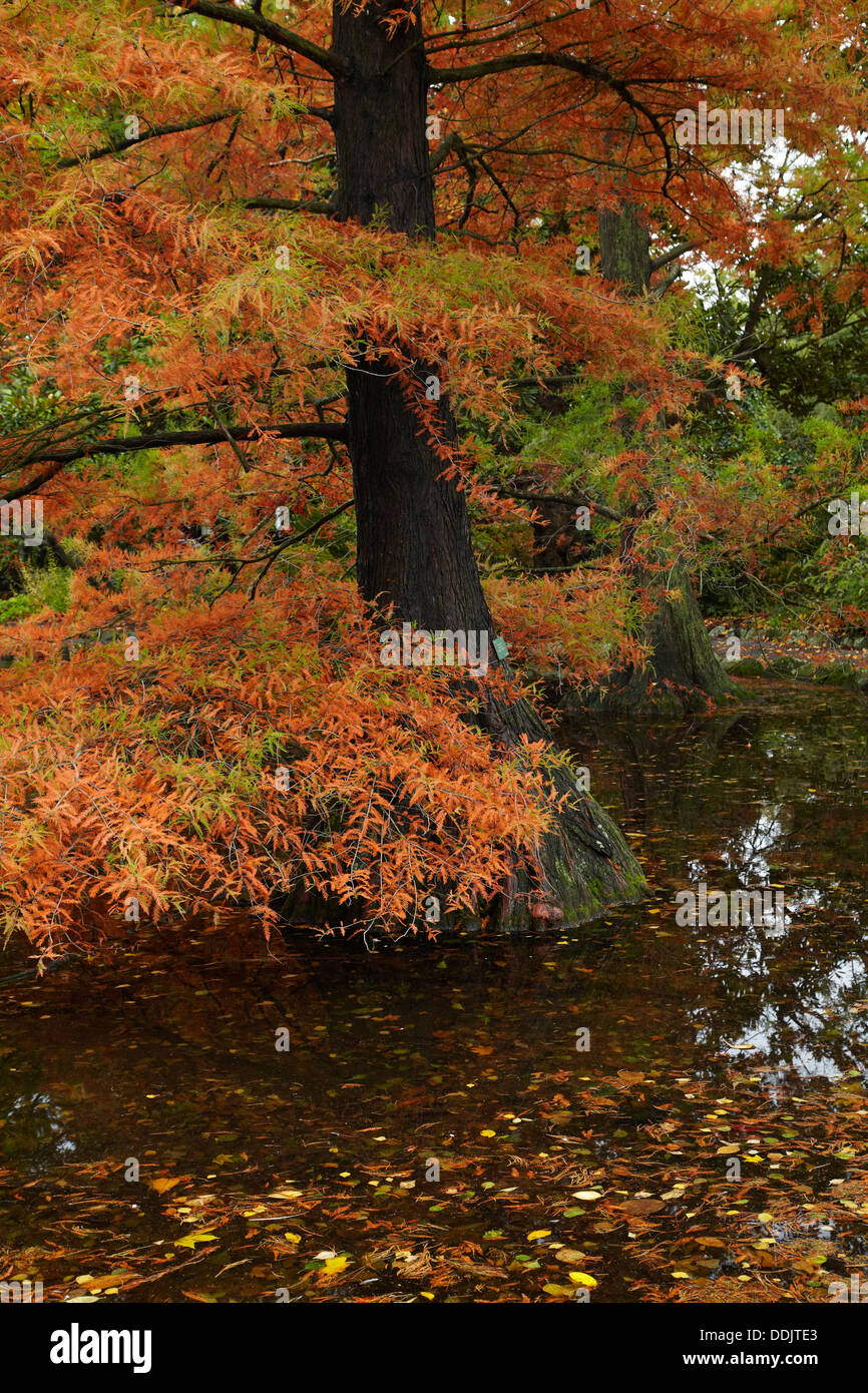 Sumpf-Zypresse im Herbst, botanischen Gärten, Hagley Park, Christchurch, Canterbury, Südinsel, Neuseeland Stockfoto