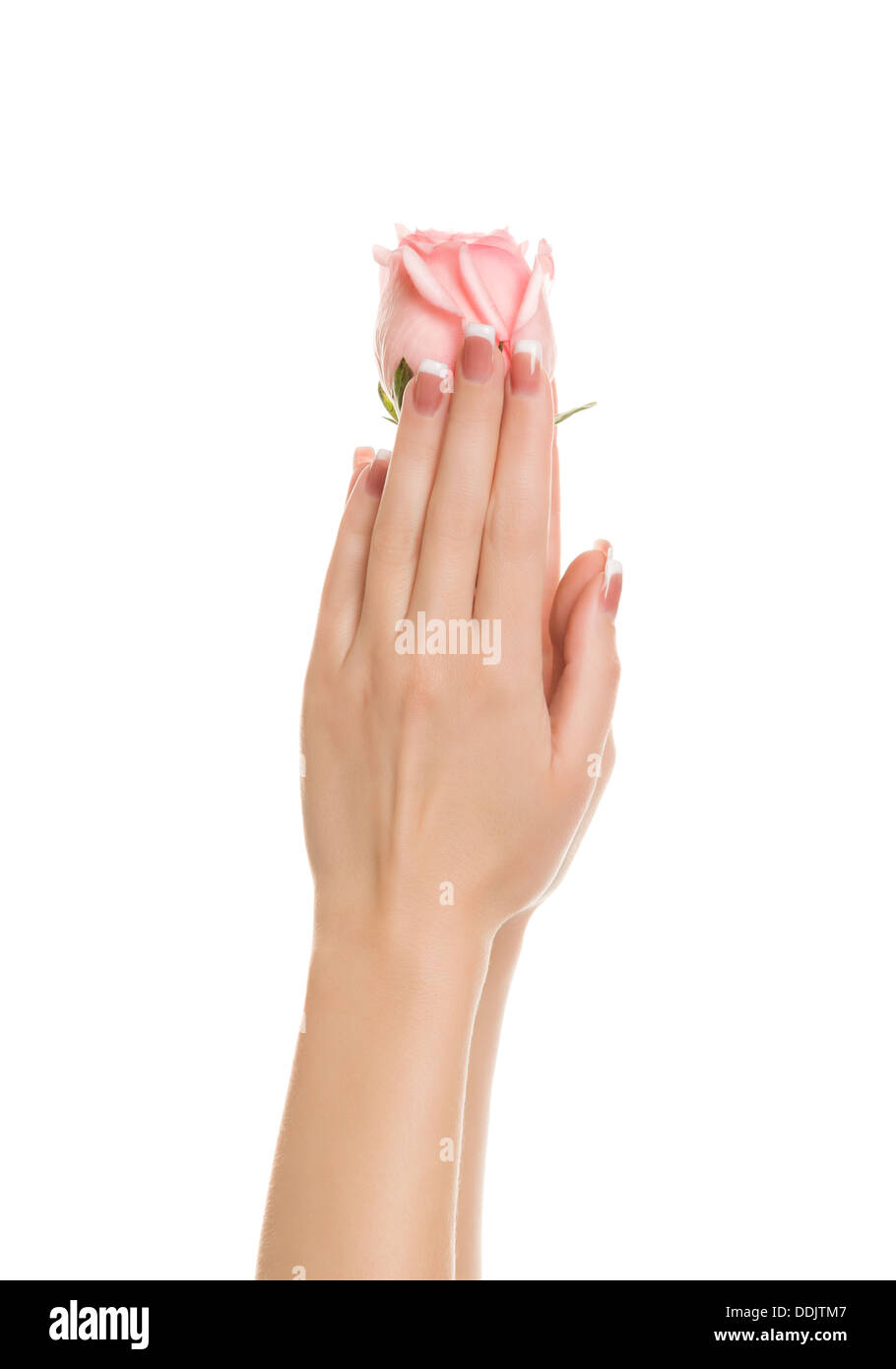 Die Hände von Frauen mit einer rose Stockfoto