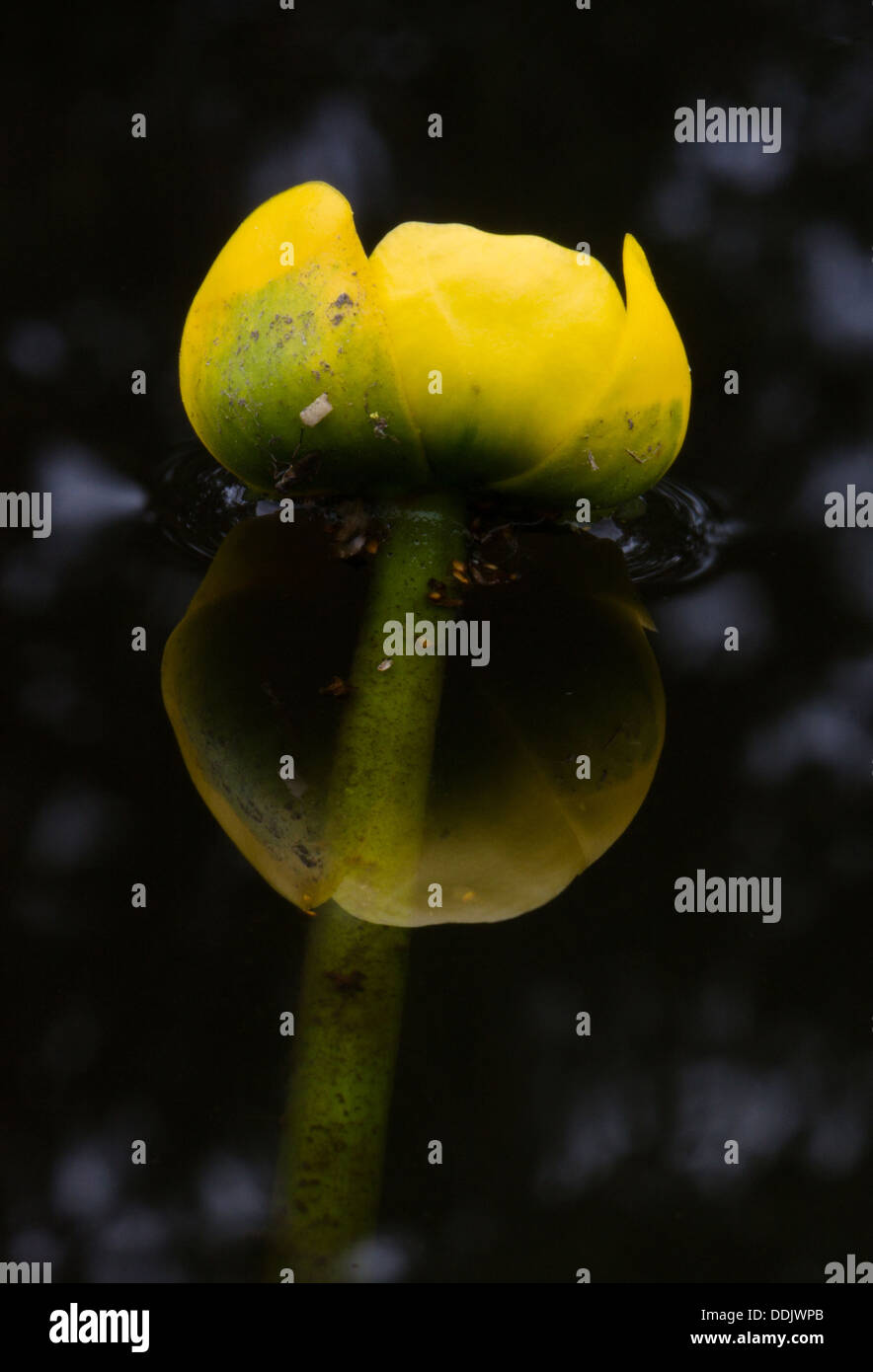 Blume der gelbe Seerose, spiegelt sich im dunklen Wasser Stockfoto