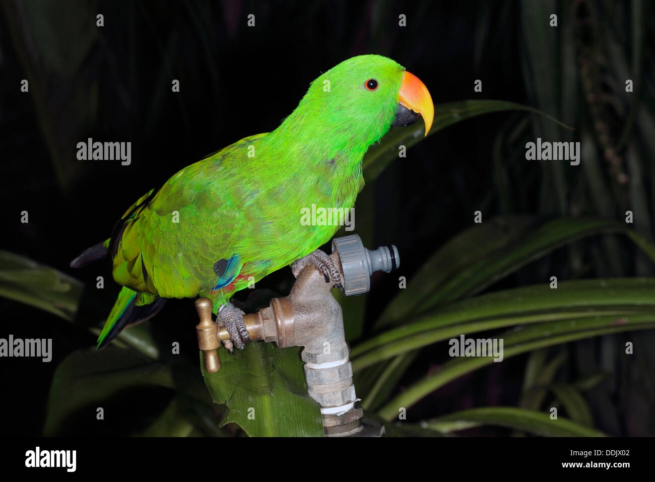 Männliche Ecletus Papagei trinken von Leitungswasser - Eclectus Roratus - Familie Psittacidae/Psittaculidae Stockfoto