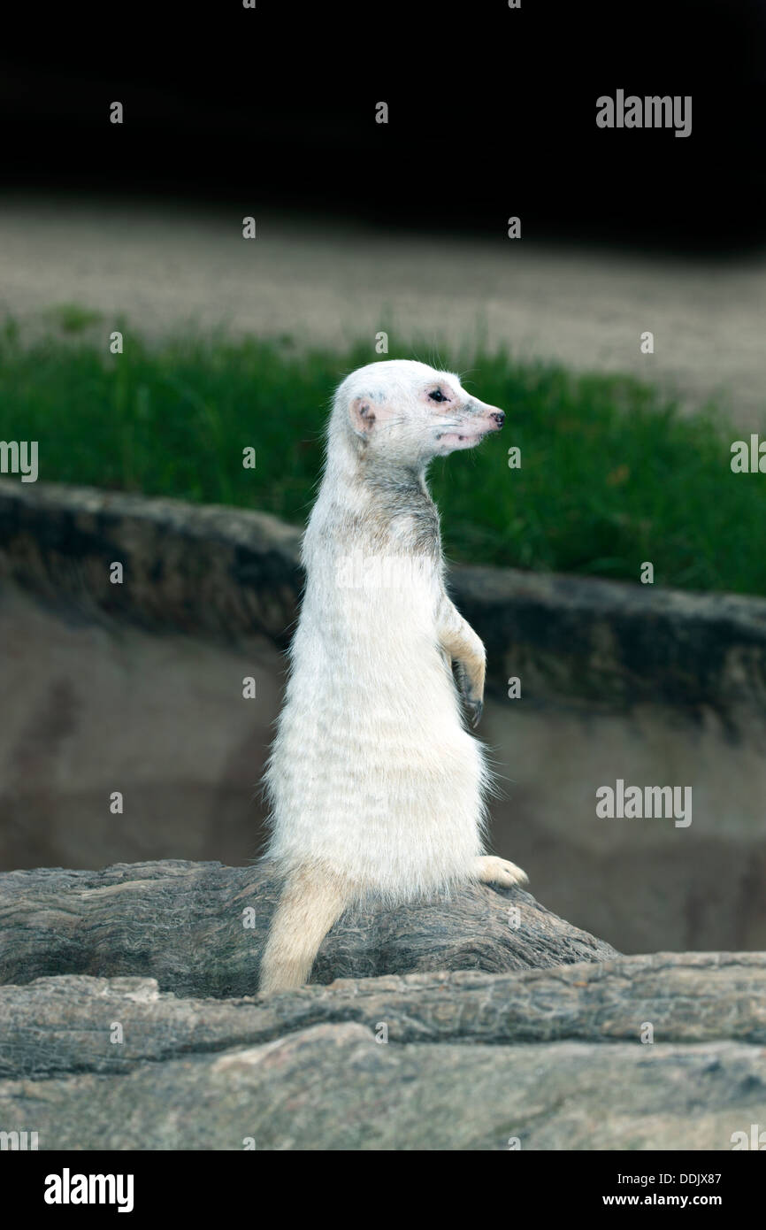 Erdmännchen / Suricate, die spontan die Fellfarbe zu verlieren und immer ein Albino-Suricata Suricatta - Familie Herpestidae Stockfoto