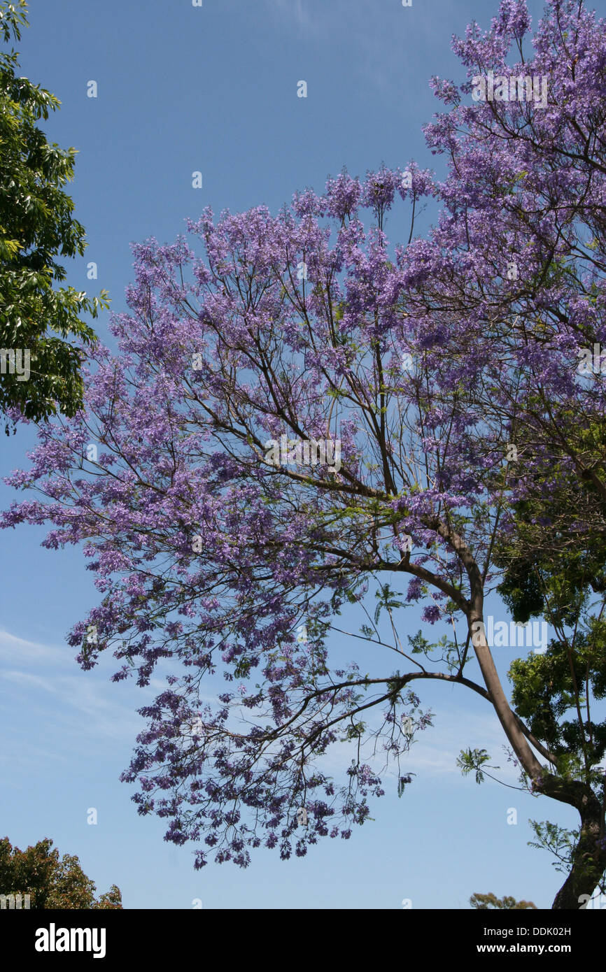 Baum Südafrika Lila Blüten Baum Südafrika Lila Blüten