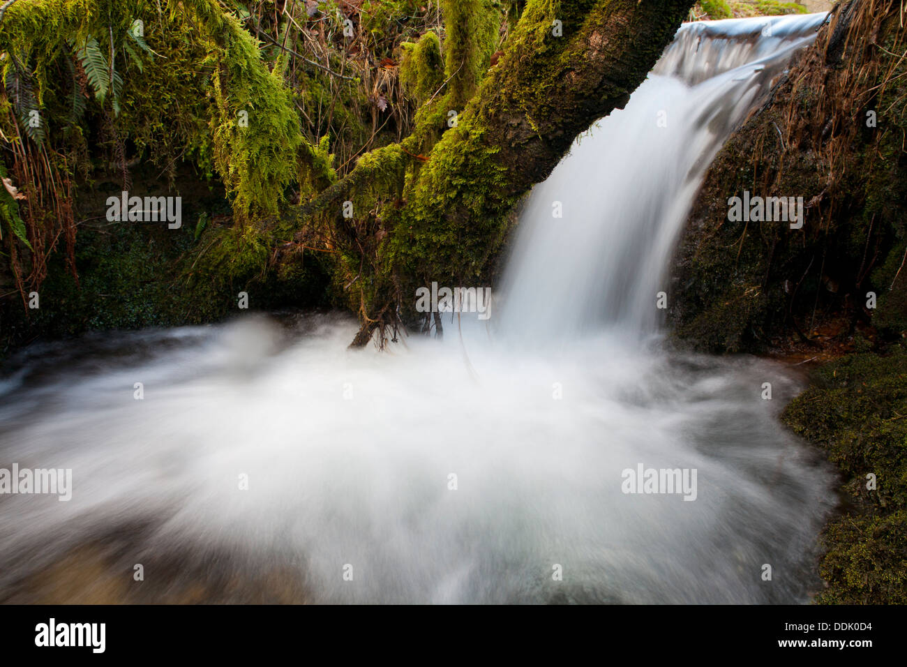 Kleiner Wasserfall in ein Becken auf einem Waldbach. Powys, Wales. Stockfoto