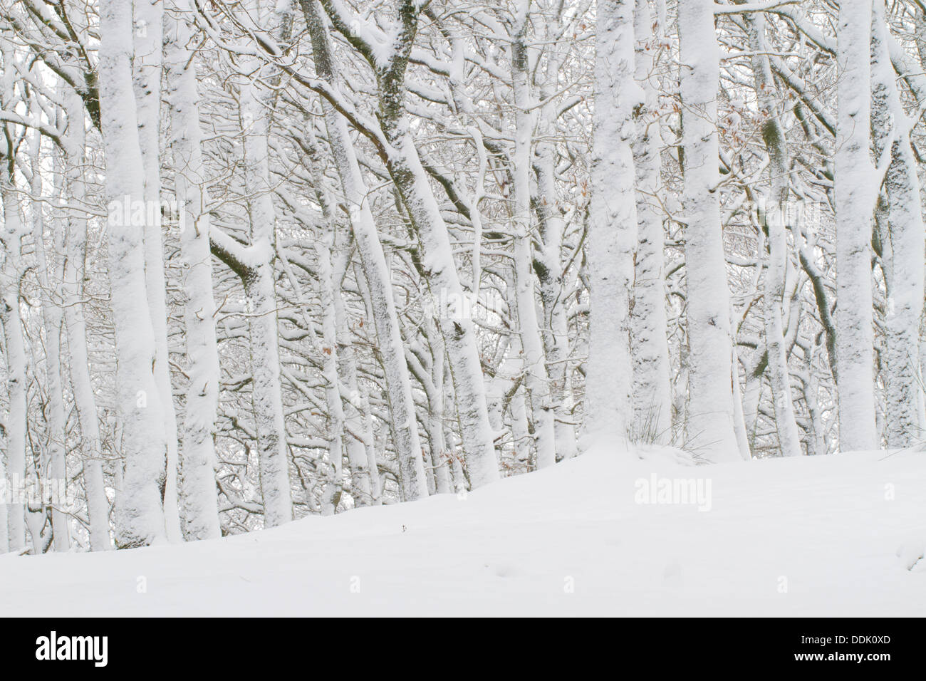 Sessile Eiche (Quercus Petraea) Wald nach einem Schneesturm. Powys, Wales. März. Stockfoto