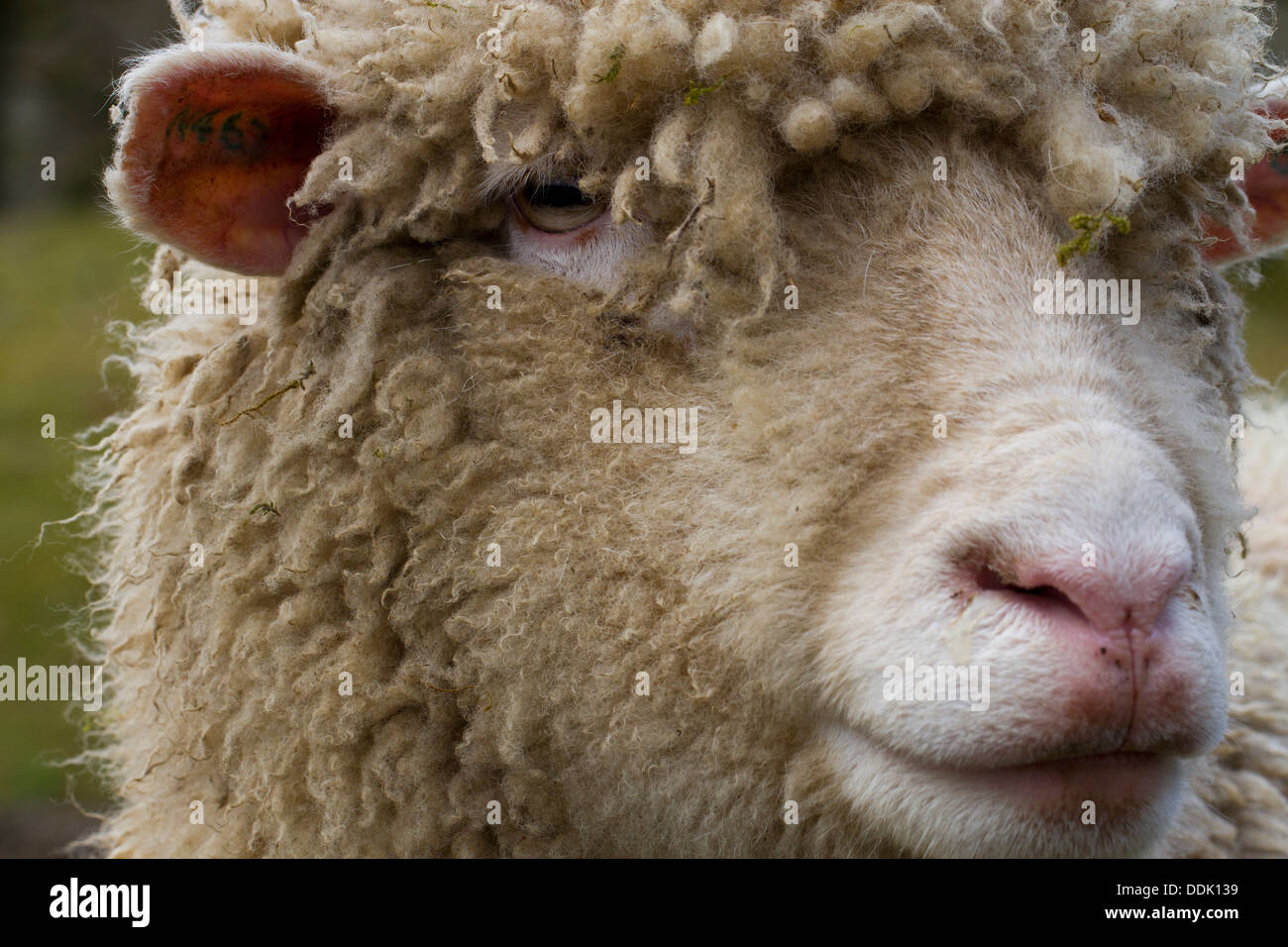 Porträt von einem Befragten Dorset Ewe. Powys, Wales. April. Stockfoto