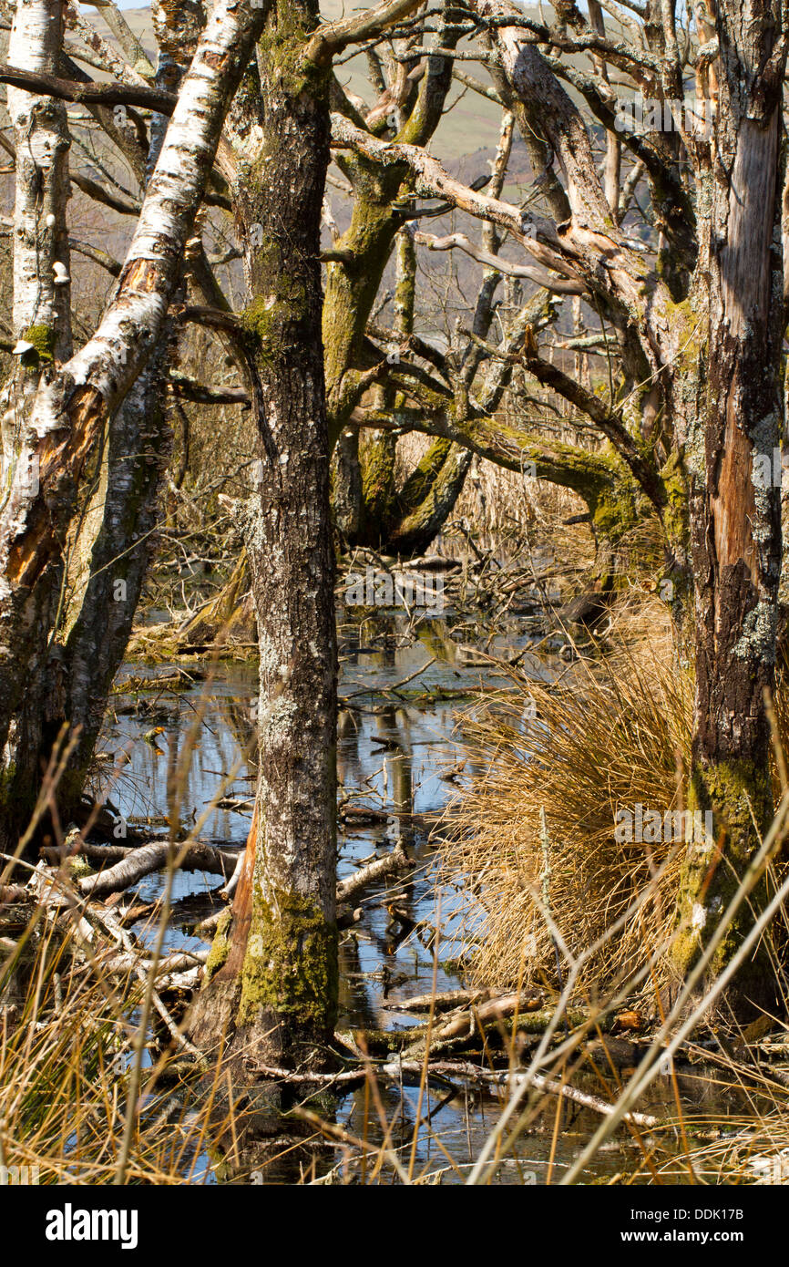 Lebensraum. Tote Bäume im Feuchtgebiet am Rande eines Hochmoores. RSPB Ynys Hir reservieren. Ceredigion, Wales. April. Stockfoto