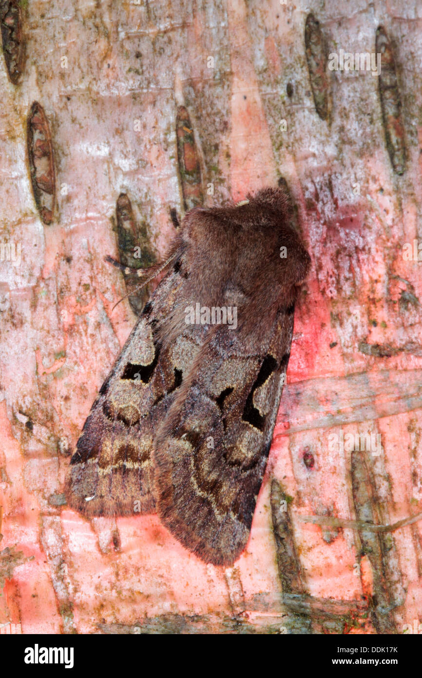Hebräischen Zeichen Motte (Orthosia Gothica) ruht auf Birkenrinde. Powys, Wales. April. Stockfoto