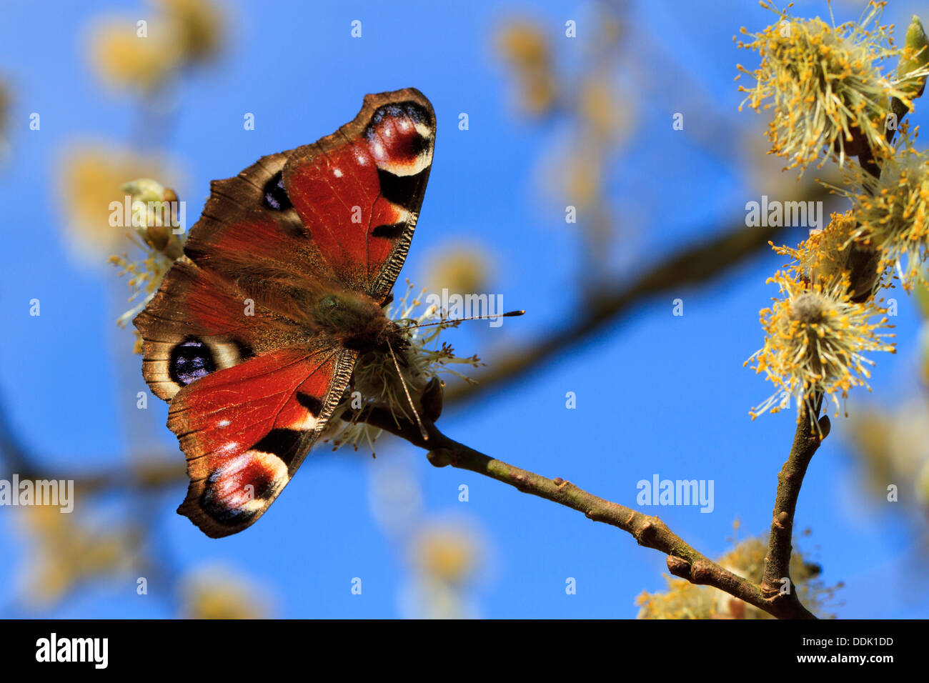 Tagpfauenauge (Aglais Io) Fütterung auf fahl Blumen im Frühjahr. Powys, Wales. April. Stockfoto