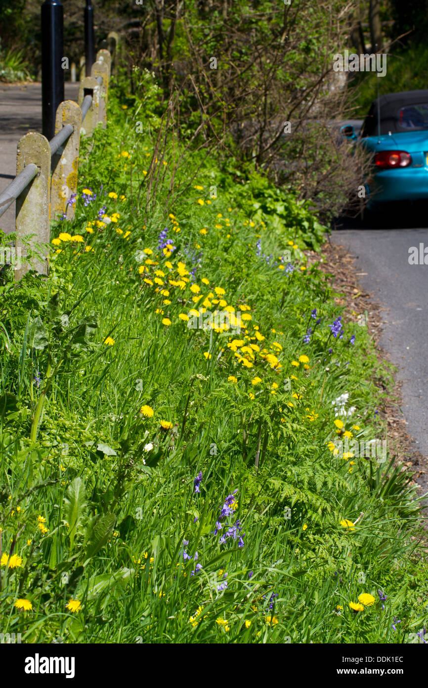 Wildblumen auf einer Vorstadt am Straßenrand. Einschließlich der Löwenzahn (Taraxacum SP.) und Glockenblumen (Hyacinthoides non-Scripta). Stockfoto