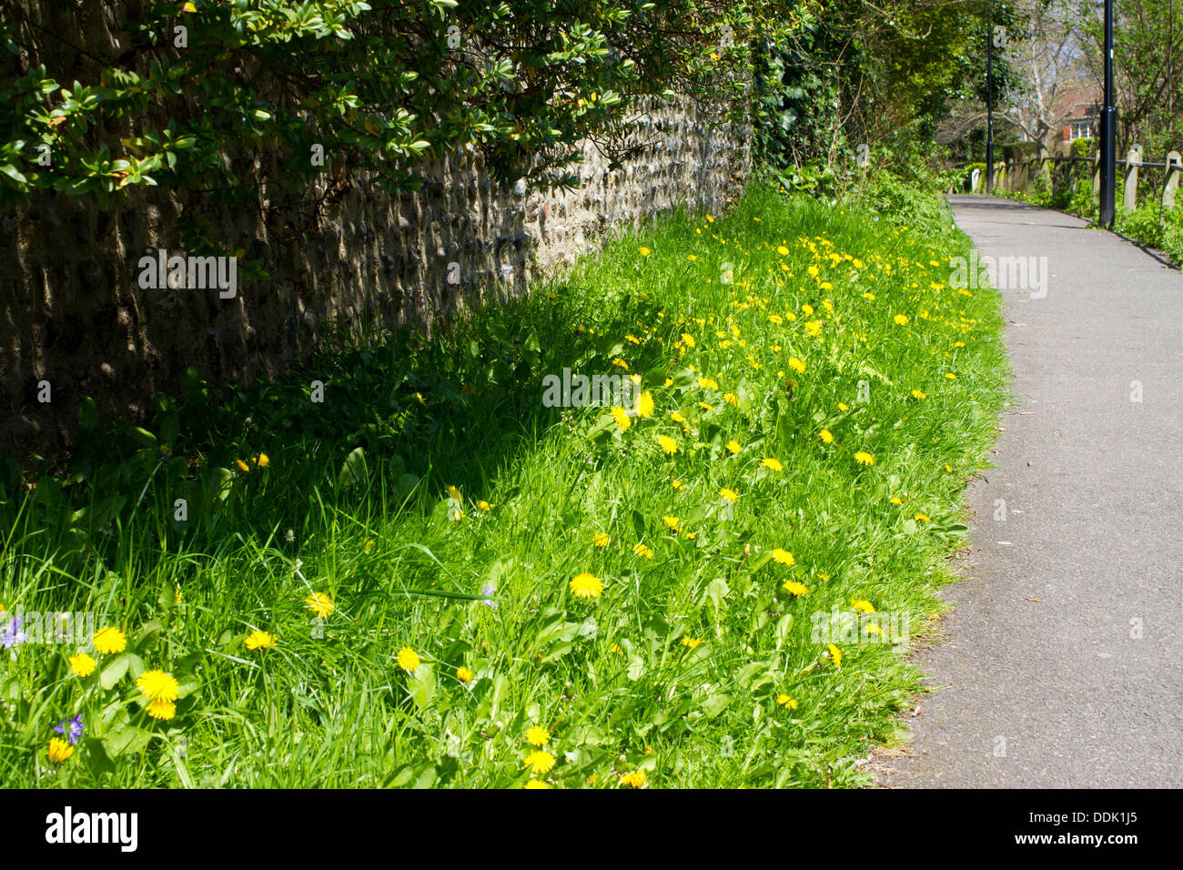 Wildblumen auf einer Bank neben einem suburban Wanderweg. Einschließlich der Löwenzahn (Taraxacum SP.) und Glockenblumen (Hyacinthoides non-Scripta) Stockfoto