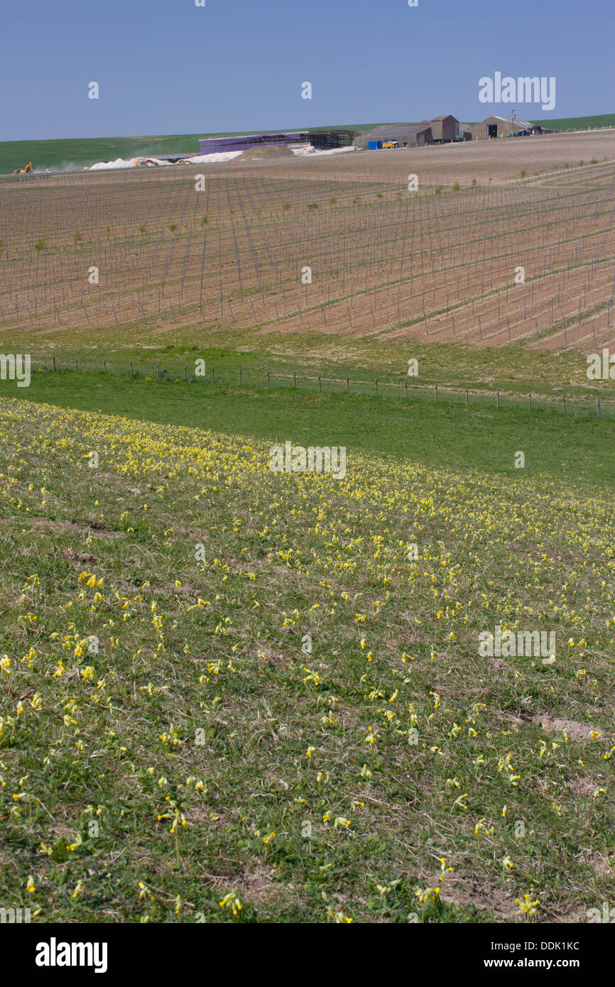 Schlüsselblumen (Primula Veris) am restaurierten Downland neben neu gepflanzte Weinberg auf den South Downs blühend. Stockfoto