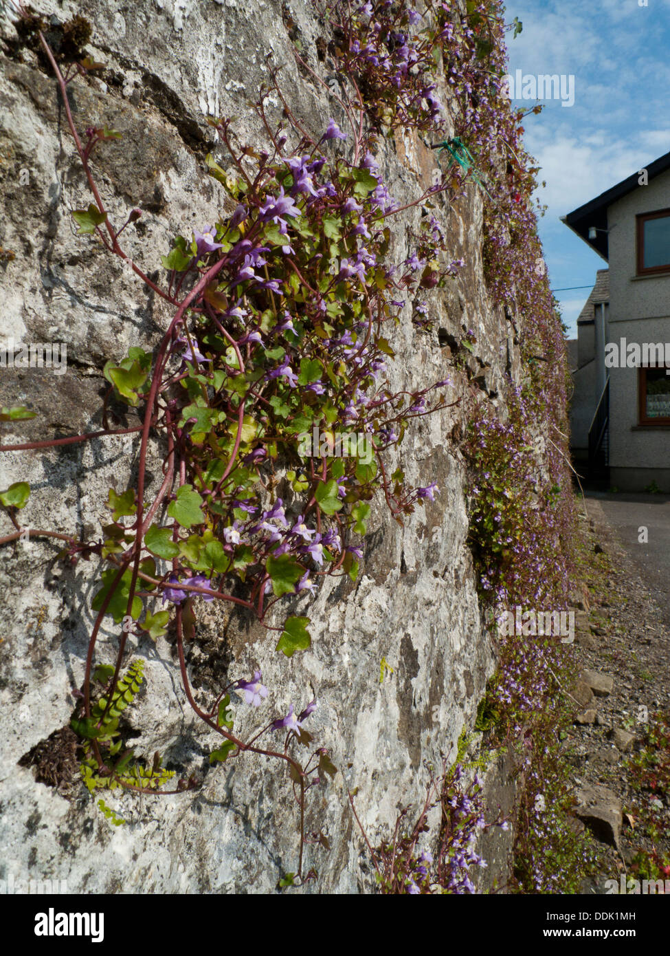 Efeu-leaved Leinkraut (Cymbalaria Muralis) blühen, wachsen auf einer alten Steinmauer. Carmarthen, Wales. Mai. Stockfoto