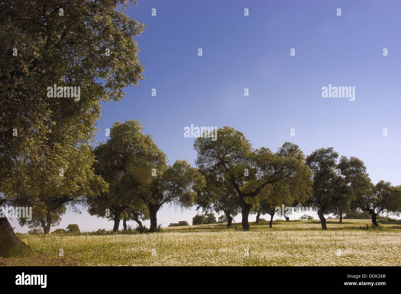 Landschaft des Landes. Villanueva de Córdoba. Provinz Córdoba, Spanien Stockfoto