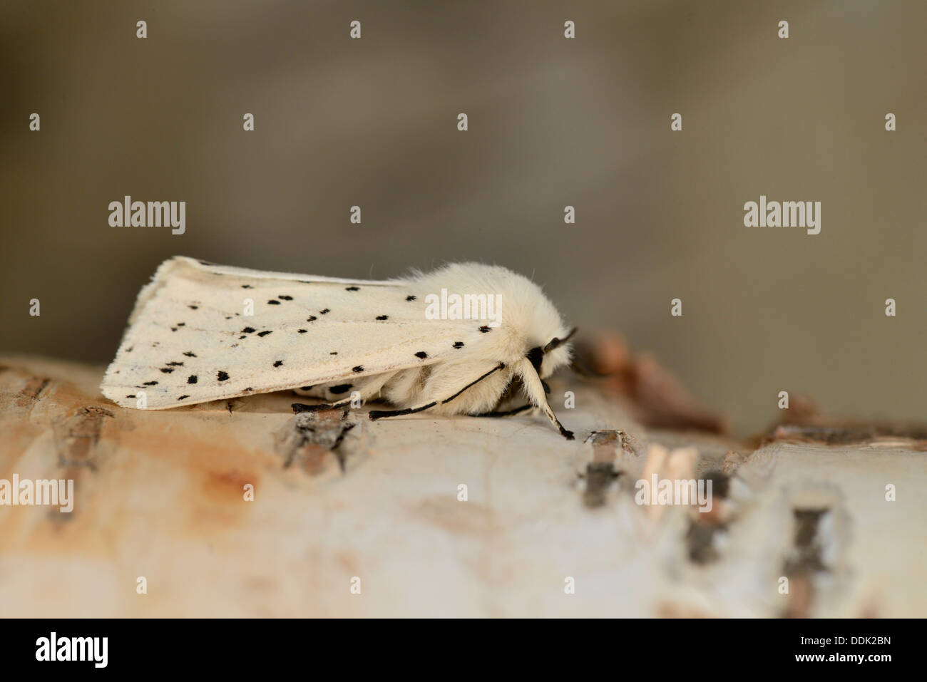 Weiße Hermelin Moth (Spilosoma Lubricipeda) Erwachsenen im Ruhezustand auf Silber Birke, Oxfordshire, England, Juni Stockfoto