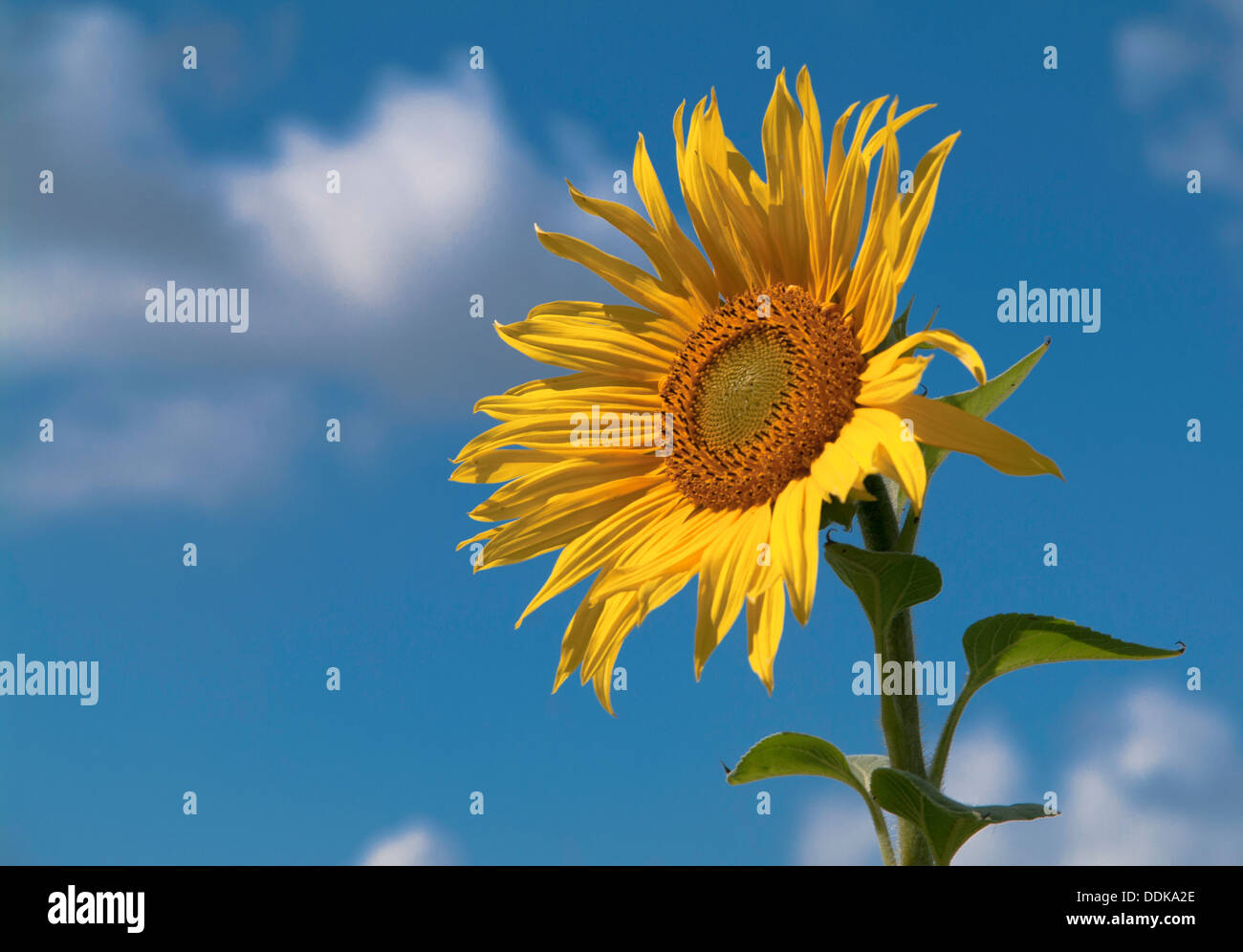 Sonnenblume Stockfoto