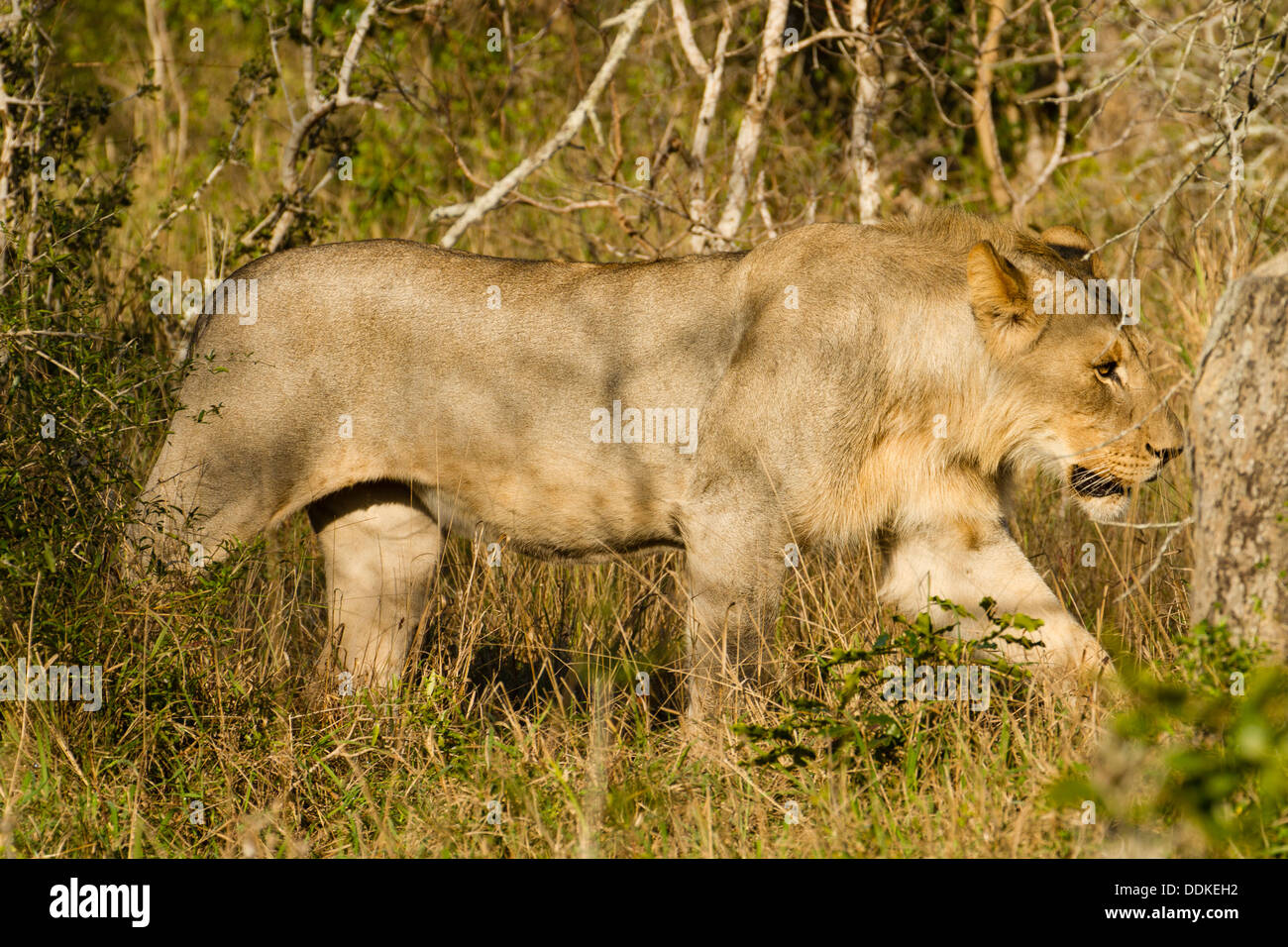 Junge männliche afrikanische Löwe (Panthera Leo), Südafrika Stockfoto
