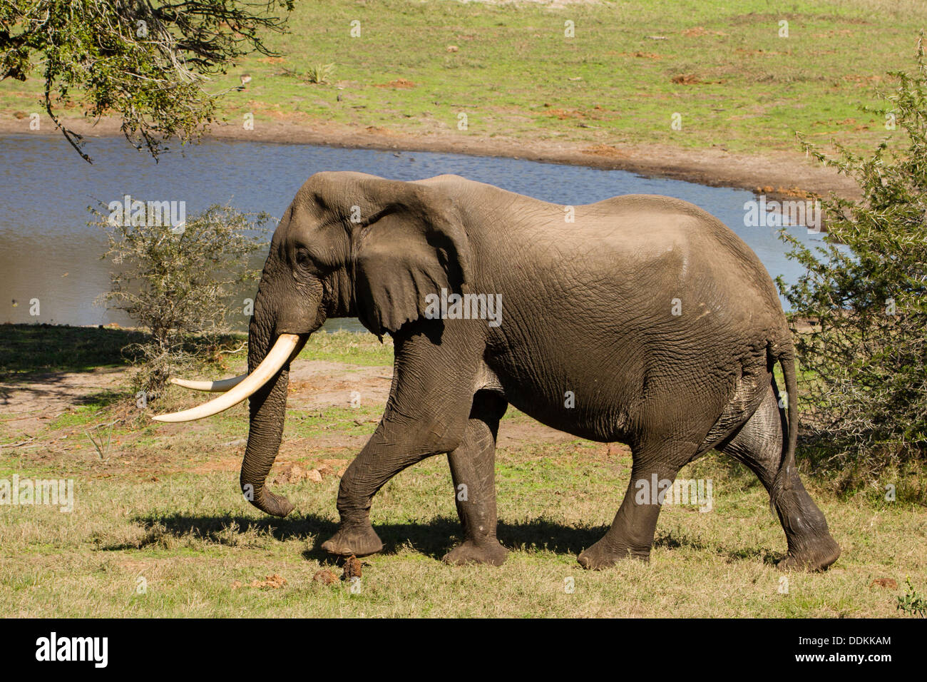 Männlichen afrikanischen Elefanten (Loxodonta Africana) vom Wasserloch Stockfoto