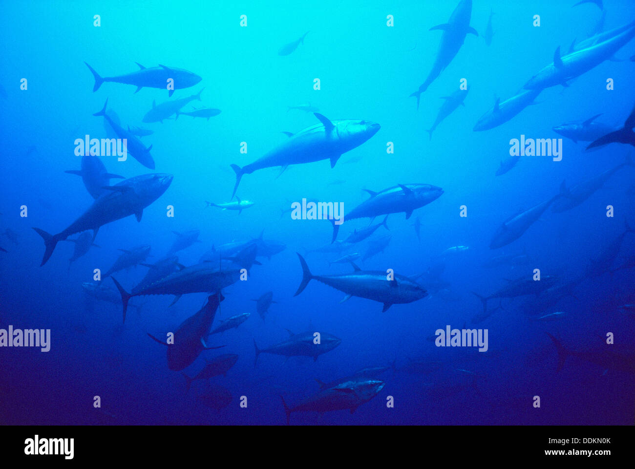 Roter Thun Stockfotos und bilder Kaufen Alamy