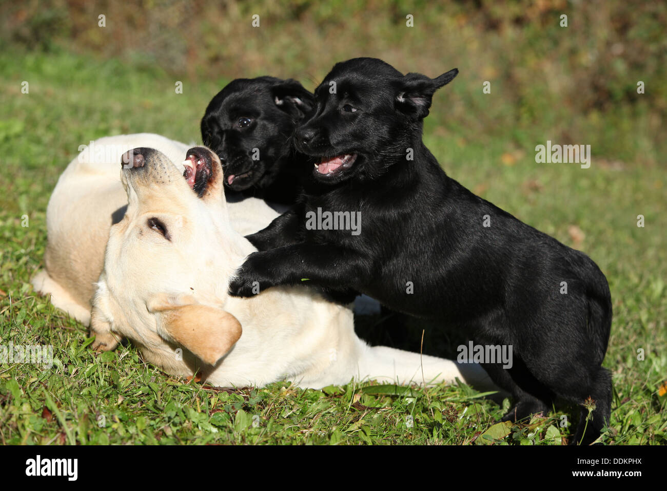 Schöne Creme Labrador Retriever mit schwarzen Welpen spielen Stockfoto
