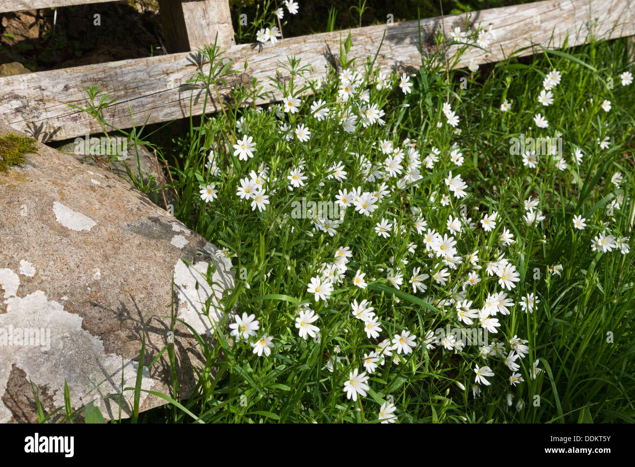 Weniger Stitchwort Blüte im englischen Lake District im Ullswater, Cumbria UK Stockfoto