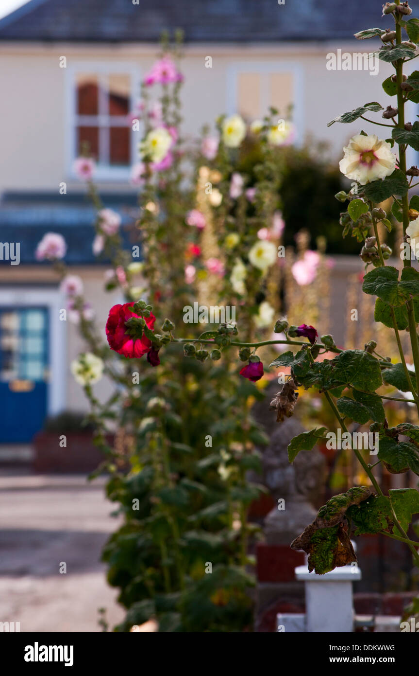 Stockrosen Aldeburgh Bauerngarten Stockfoto