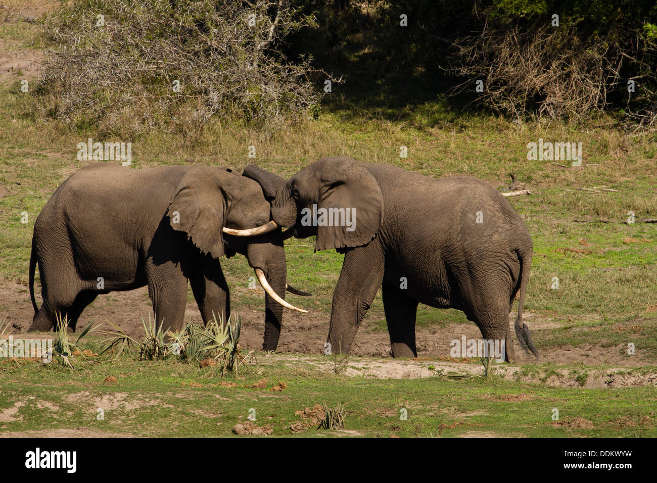 Zwei männliche afrikanische Elefanten (Loxodonta Africana) Stockfoto