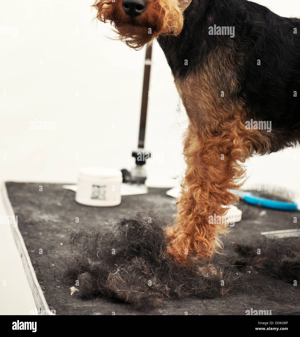 Terrier Hund präparierte Stockfoto