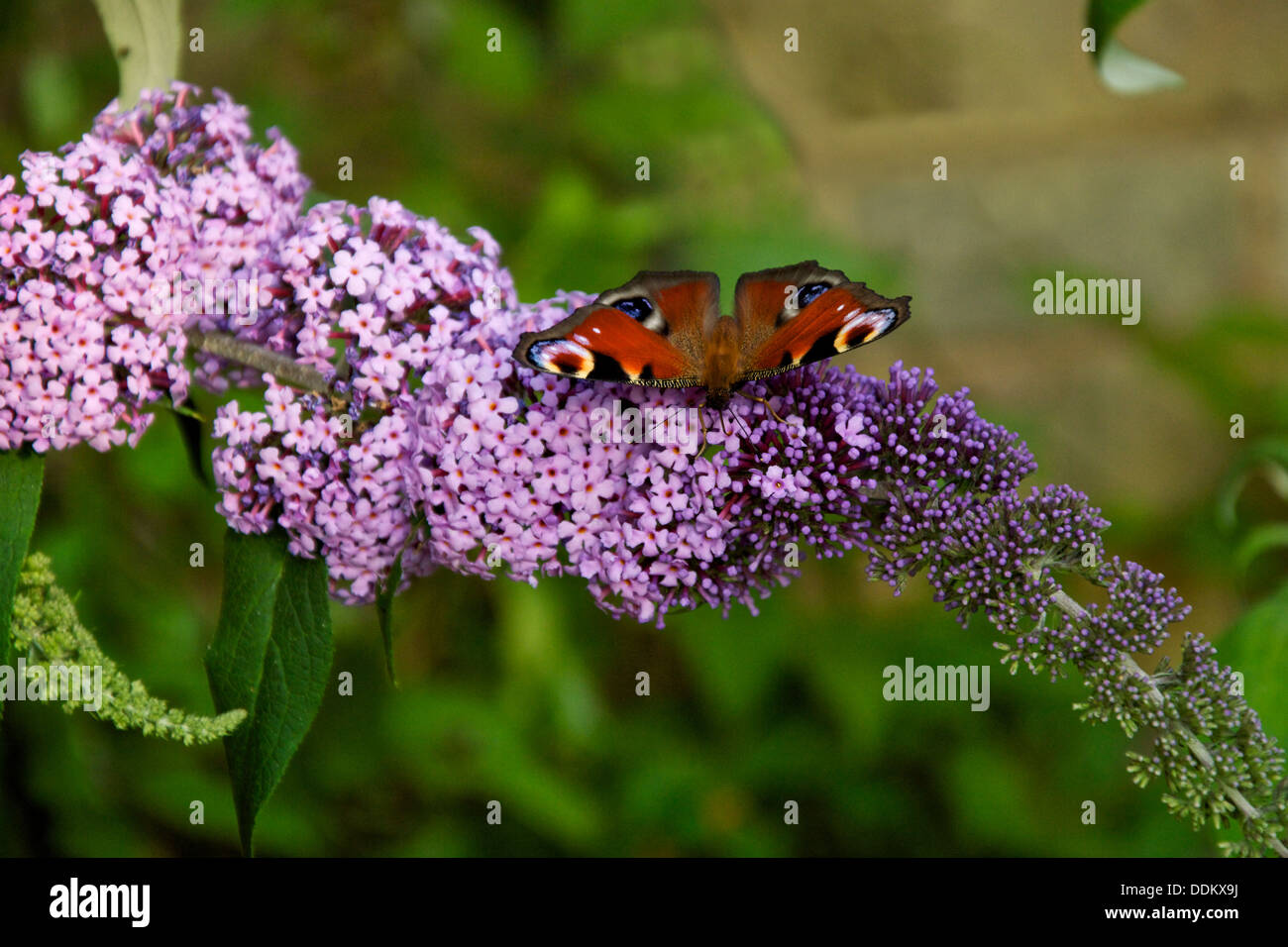 Tagpfauenauge auf violetten Sommerflieder Busch Stockfoto